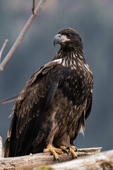 Juvenile bald eagle sitting on a tree branch