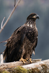 Juvenile bald eagle sitting on a tree branch