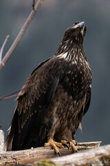 Juvenile bald eagle sitting on a tree branch