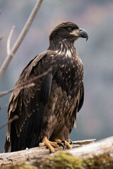 Juvenile bald eagle sitting on a tree branch