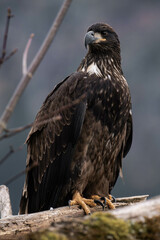Juvenile bald eagle sitting on a tree branch