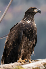 Juvenile bald eagle sitting on a tree branch