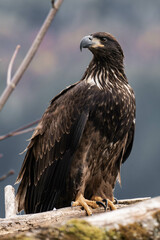 Juvenile bald eagle sitting on a tree branch
