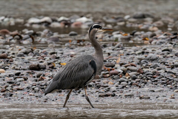 Great blue heron on a riverbank
