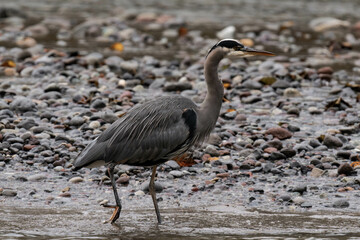 Great blue heron on a riverbank