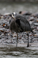 Great blue heron on a riverbank