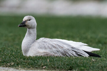 Snow goose (Anser caerulescens) on some grass
