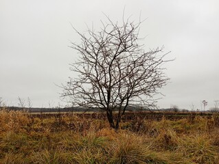 Autumn leafless hawthorn tree in the middle of a field in yellow dry grass against a background of a gloomy gray autumn sky. Plants and beautiful European landscapes in autumn.