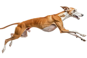 Hyperrealistic Kiang Isolated on Pure White Background for Use in Educational and Wildlife-related Projects