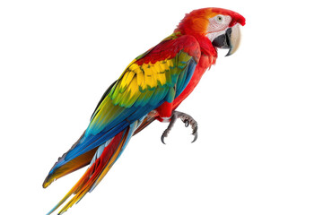 Fototapeta premium Hyperrealistic Macaw Isolated on Pure White Background, Perfect for Wildlife or Nature Related Projects and Publications