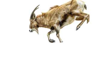 A Stunning Hyperrealistic Image of a Markhor Climbing a Rocky Cliff, Perfect for Nature and Wildlife Theme Applications