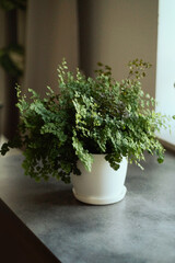 Fragrans fern plant (Adiantum raddianum)