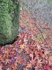 autumn leaves on the ground
