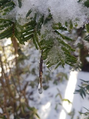 snow covered branches