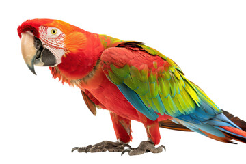 Obraz premium Stunning Hyperrealistic Scarlet Macaw Against a Pure White Background Perfect for Nature-themed Projects