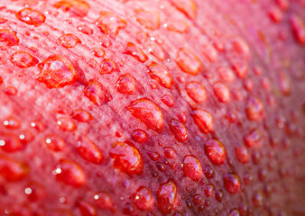 Red skin apple with droplets Macro Close-Up Shot