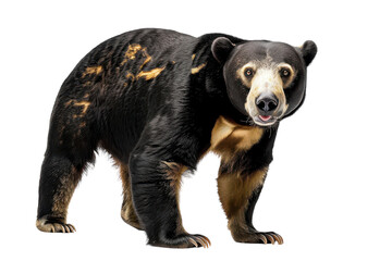 Hyperrealistic Image of a Sun Bear Isolated on a Pure White Background for Wildlife Conservation Awareness and Educational Purposes