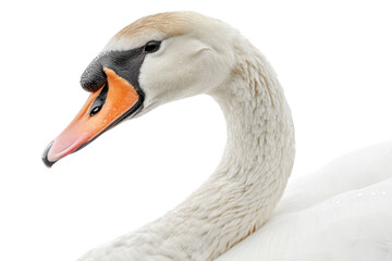 Stunning Hyperrealistic Swan with Long Neck in Side Profile, Capturing the Grace and Beauty of Nature