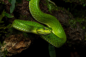Large scaled Pit viper ( Craspedocephalus macrolepis ) is a venomous pit viper