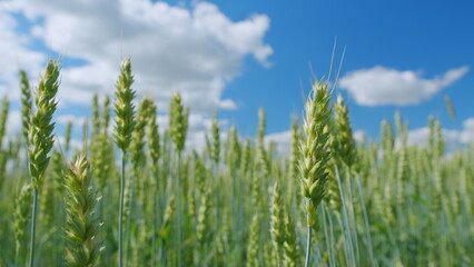 Golden green wheat ears field swaying in wind. Field of wheat. Agricultural business concept. Close up.