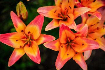 Fototapeta premium A close up of three orange flowers with red centers