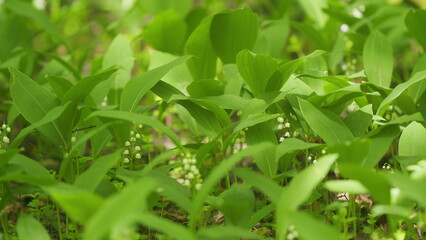 Blossoming flowers of lily of valley swaying in light wind outdoors in summer forest. Slow motion.