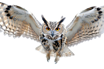 Fototapeta premium Majestic Owl in Minimalist Setting: High-Resolution Image for Nature Enthusiasts and Wildlife Conservation Projects