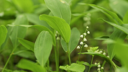 Glade of lilies of valley growing in spring among trees. Convallaria majalis. Slow motion.