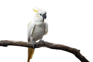 Stunning Photorealistic Sulphur-Crested Cockatoo Perched on a Tree Branch in a Natural Setting for Artistic and Educational Use