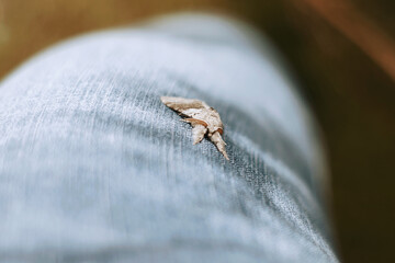moth on a material