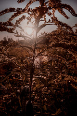 autumn sunset on a meadow