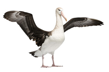 Obraz premium Realistic Albatross Captured in Studio Lighting Against a White Background Perfect for Wildlife and Nature Themes