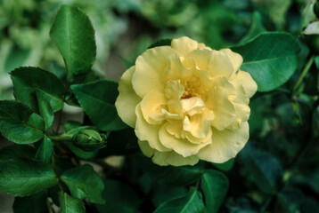 Obraz premium Rose, variete Zitronenfalter, Tanteau 1956