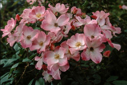 Rose, variete Rush