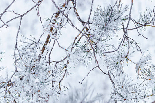Pine tree branches with snow in winter, Snow-Covered Fir Branch Close-Up with snowflakes, blue green gradient colored nature background, aesthetic wintry landscape, natural scene with soft, icy tone