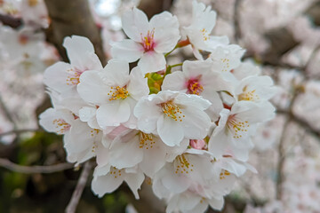 桜の優雅な満開