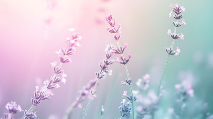 Obraz premium A field of lavender flowers in soft focus with a warm, pink sunset in the background.