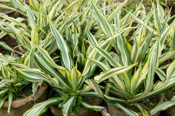 Obraz premium Furcraea Foetida also called Giant Cabuya, Green-aloe or Mauritius hemp as an ornamental plants closeup
