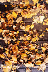 Beautiful Nature Autumn landscape. Scenery view on autumn city park with golden yellow foliage in Sunny day. Walking path in the city Park strewn with autumn fallen leaves.