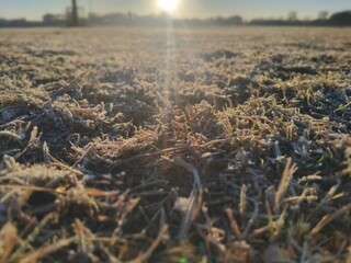 field in the morning