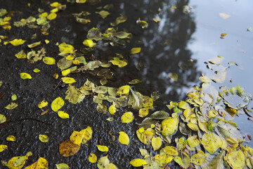 Lively closeup of falling autumn leaves with vibrant backlight from the setting sun