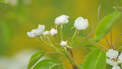 Flowering garden fruit tree. Pear blossoms on a sunny spring day. Blooming backdrop. Close up.