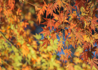 秋の紅葉