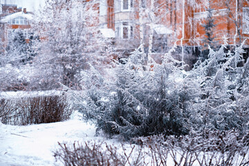 Winter atmospheric landscape with frost-covered dry plants during snowfall. Winter Christmas background