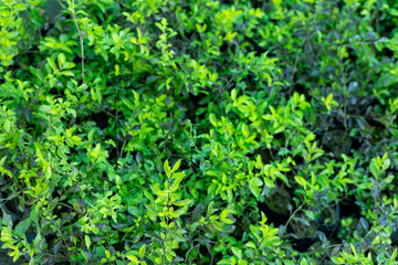 Duranta erecta or Golden dewdrops leaves closeup