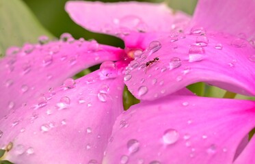 pink flower with drops