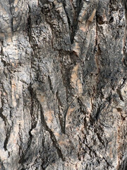 Obraz premium Close-up of old bark. Natural patterns and rough textures. Organic materials for environmentally friendly design projects that emphasize sustainability and carbon neutrality. Background of environment