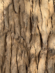 Obraz premium Close-up of old bark. Natural patterns and rough textures. Organic materials for environmentally friendly design projects that emphasize sustainability and carbon neutrality. Background of environment