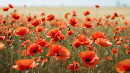 Obraz premium Field of Poppies Swaying