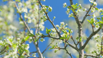 Blooming cherry branch in spring. Fresh cherry flowers. Opening spring flowers. Slow motion.